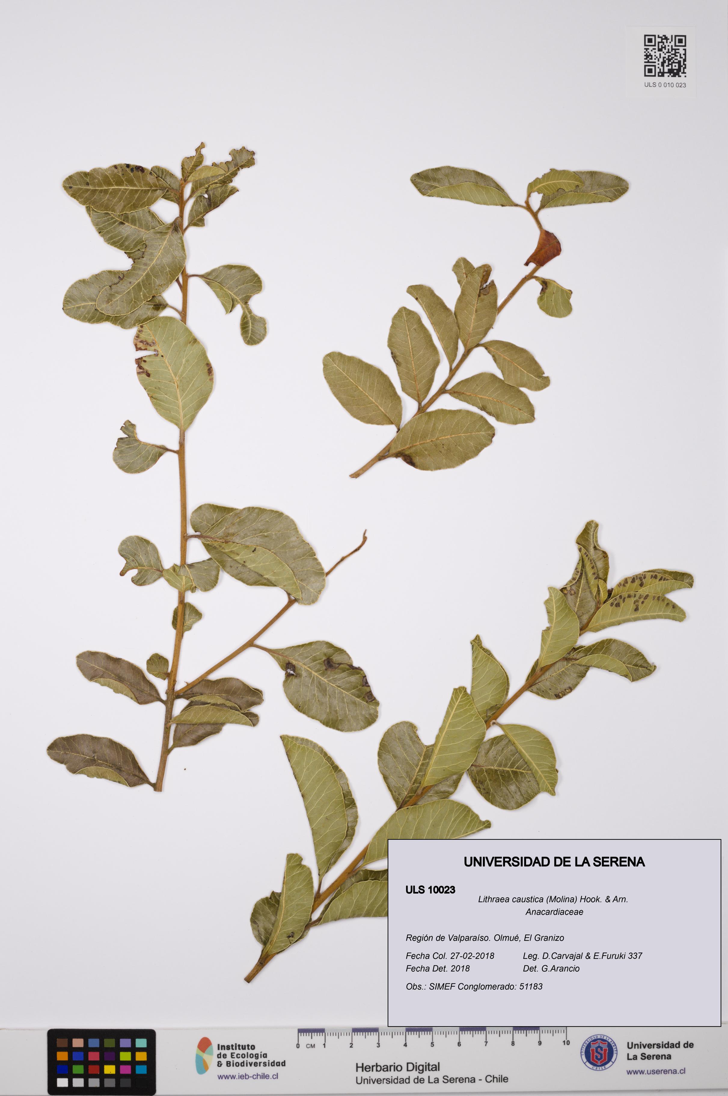 Lithraea caustica [Espécimen: ULS:ULS:0010023]