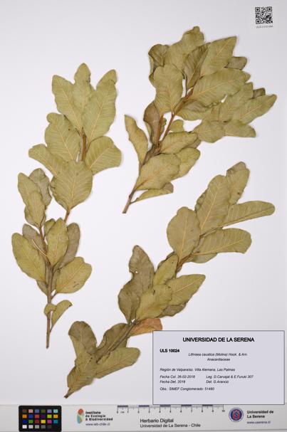 Lithraea caustica [Espécimen: ULS:ULS:0010024]