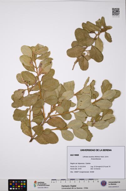 Lithraea caustica [Espécimen: ULS:ULS:0010025]