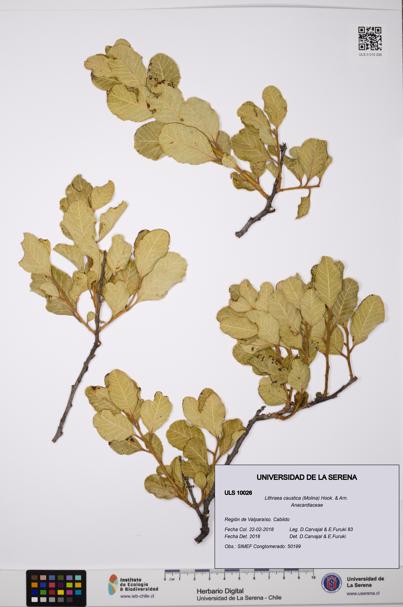 Lithraea caustica [Espécimen: ULS:ULS:0010026]