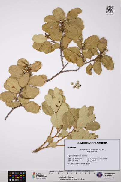 Lithraea caustica [Espécimen: ULS:ULS:0010027]