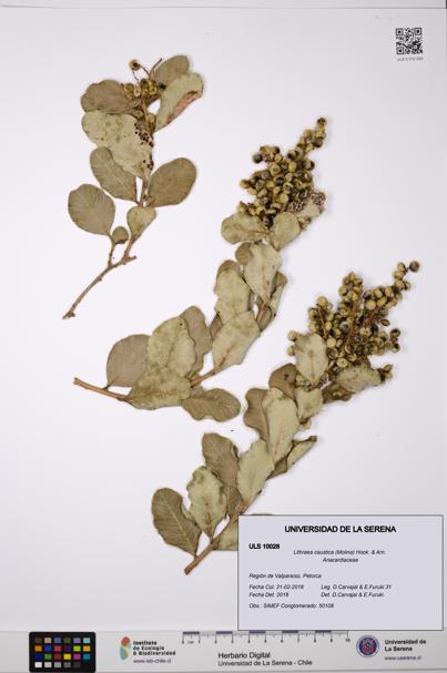 Lithraea caustica [Espécimen: ULS:ULS:0010028]