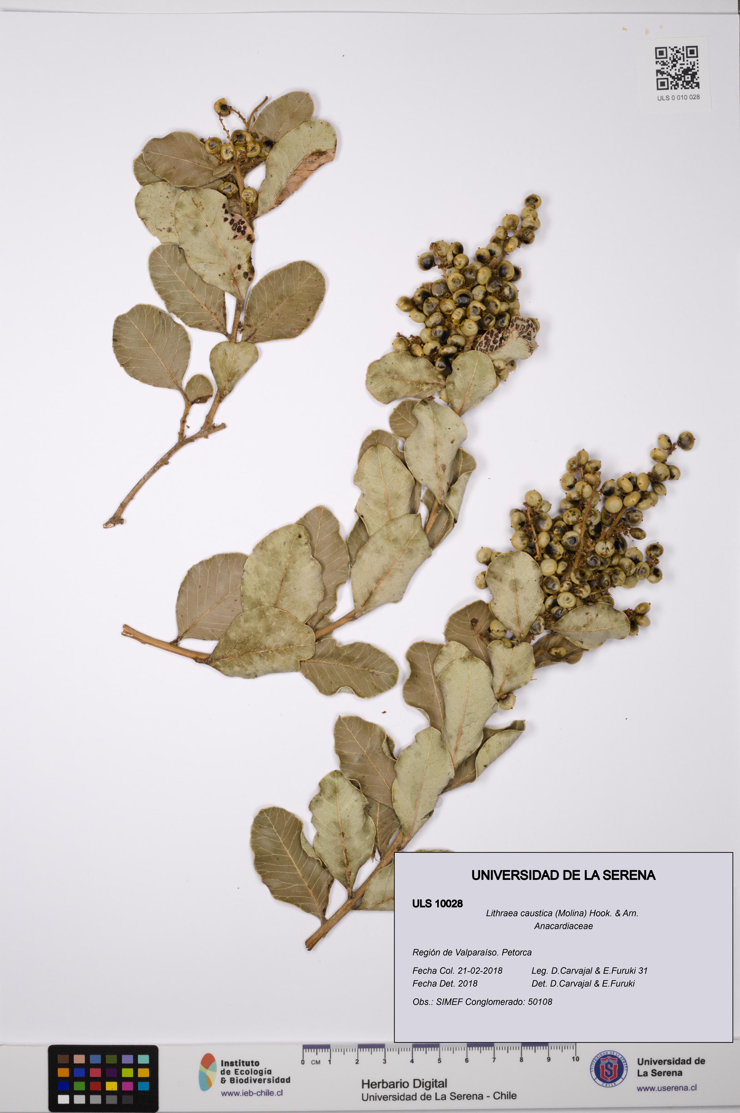 Lithraea caustica [Espécimen: ULS:ULS:0010028]