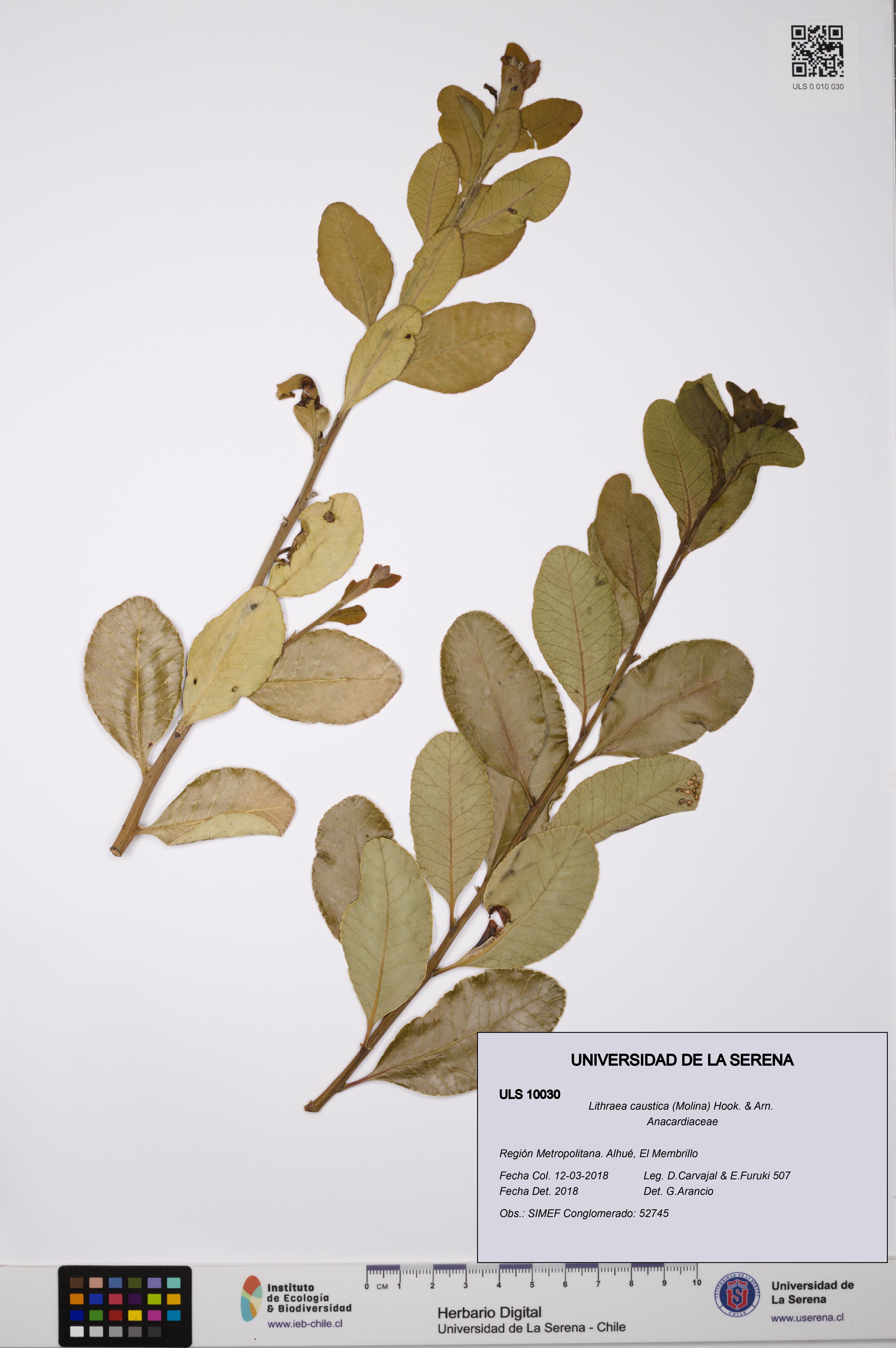 Lithraea caustica [Espécimen: ULS:ULS:0010030]