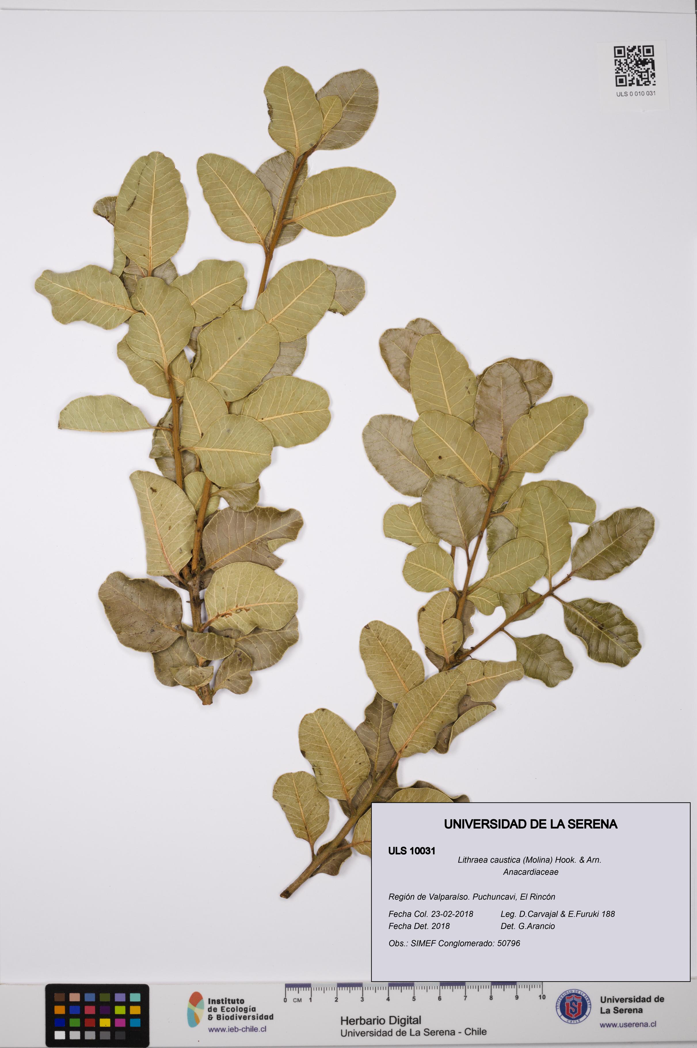 Lithraea caustica [Espécimen: ULS:ULS:0010031]