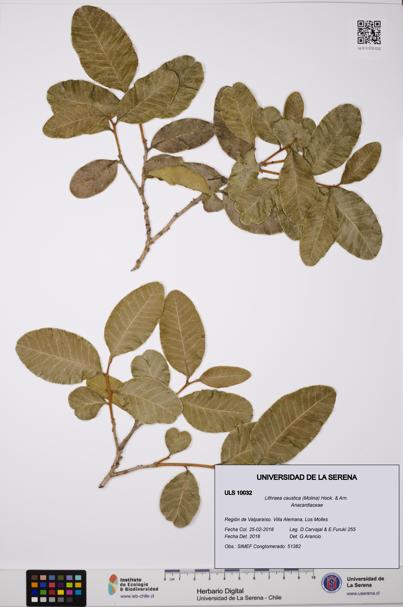 Lithraea caustica [Espécimen: ULS:ULS:0010032]