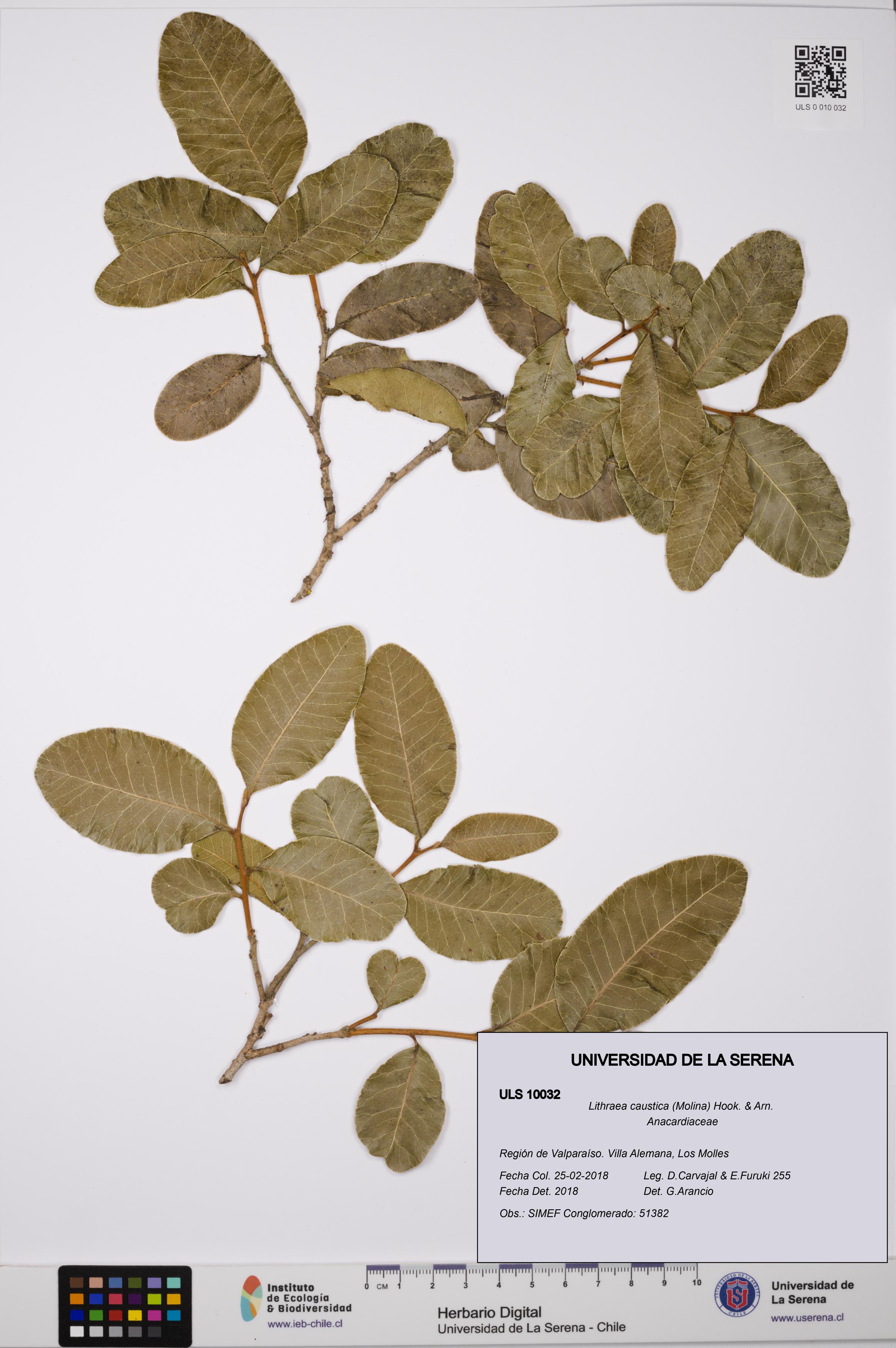 Lithraea caustica [Espécimen: ULS:ULS:0010032]