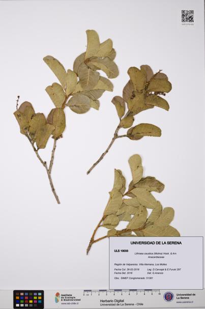 Lithraea caustica [Espécimen: ULS:ULS:0010033]