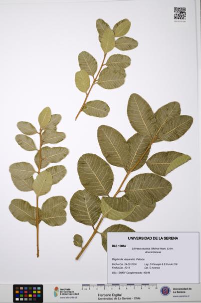 Lithraea caustica [Espécimen: ULS:ULS:0010034]