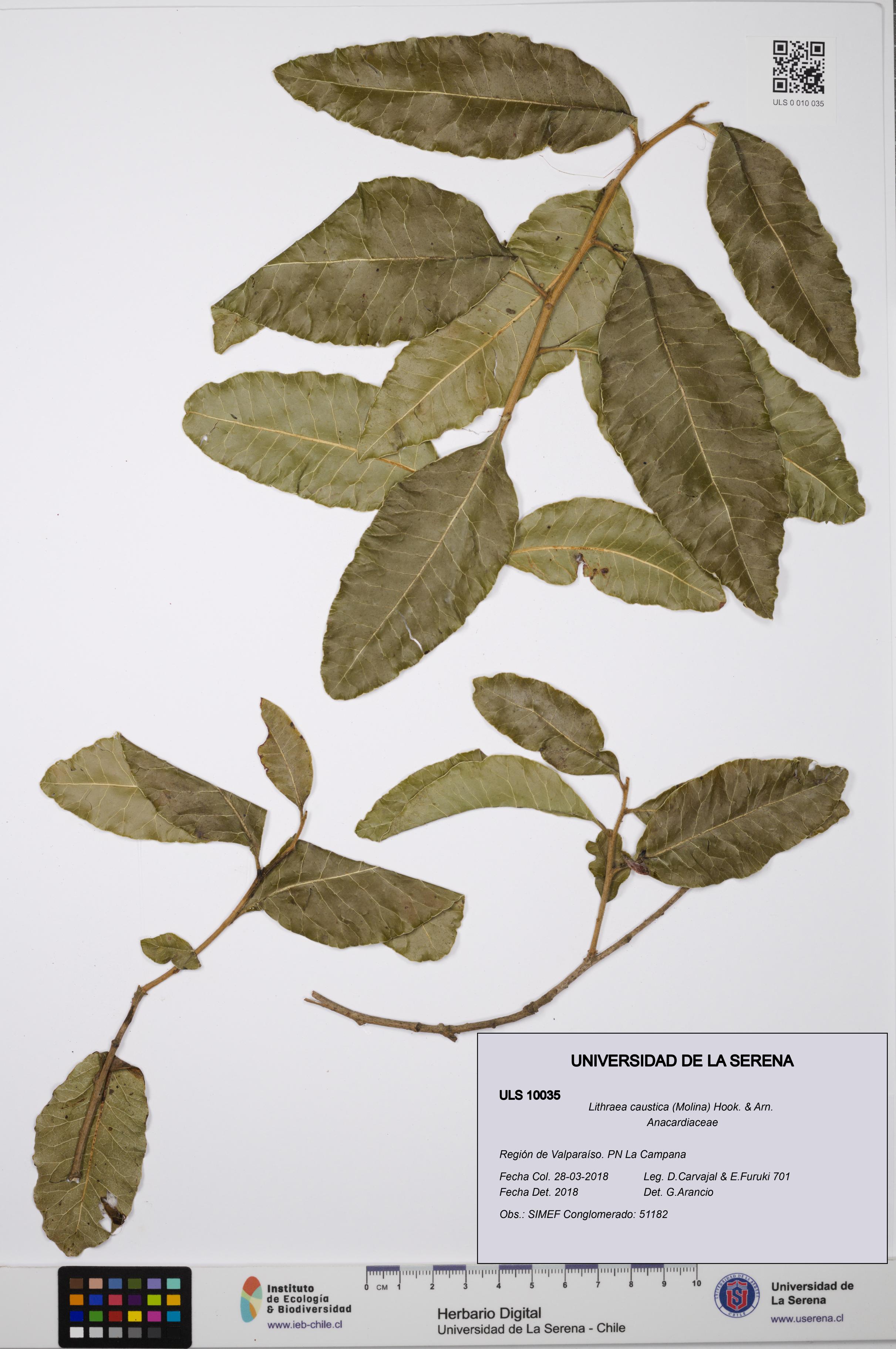 Lithraea caustica [Espécimen: ULS:ULS:0010035]