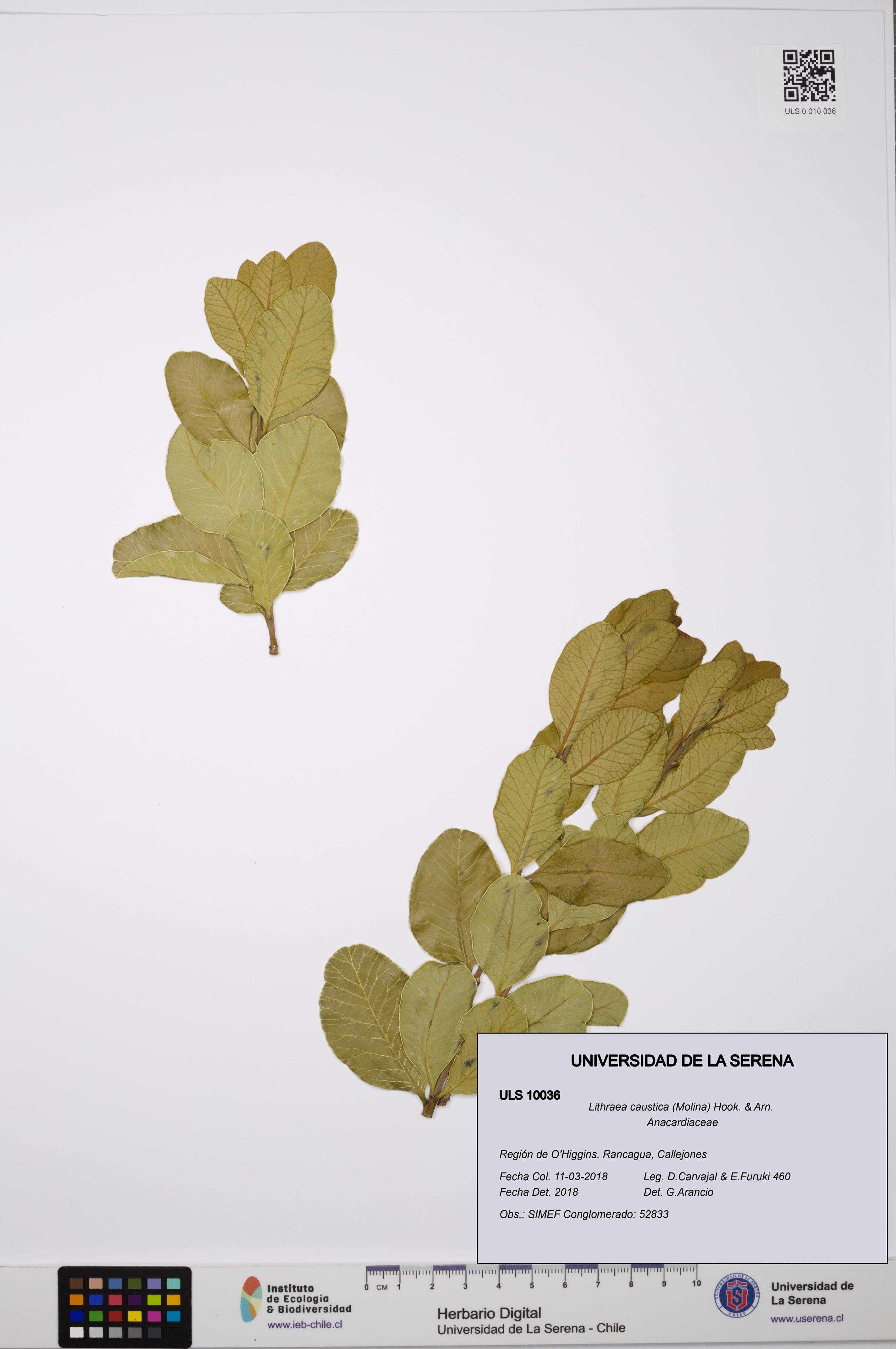 Lithraea caustica [Espécimen: ULS:ULS:0010036]