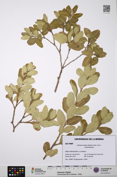 Lithraea caustica [Espécimen: ULS:ULS:0010037]