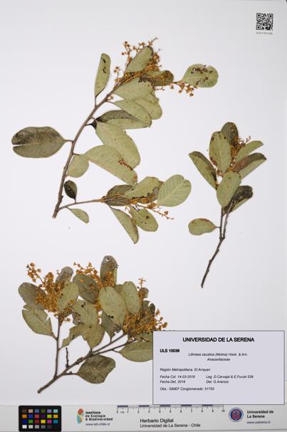 Lithraea caustica [Espécimen: ULS:ULS:0010038]