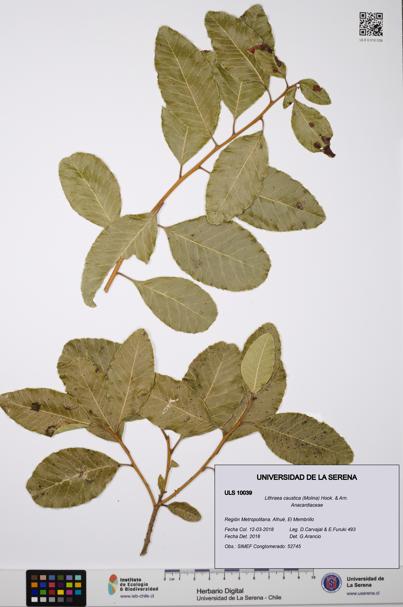 Lithraea caustica [Espécimen: ULS:ULS:0010039]