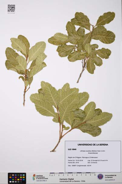 Lithraea caustica [Espécimen: ULS:ULS:0010040]