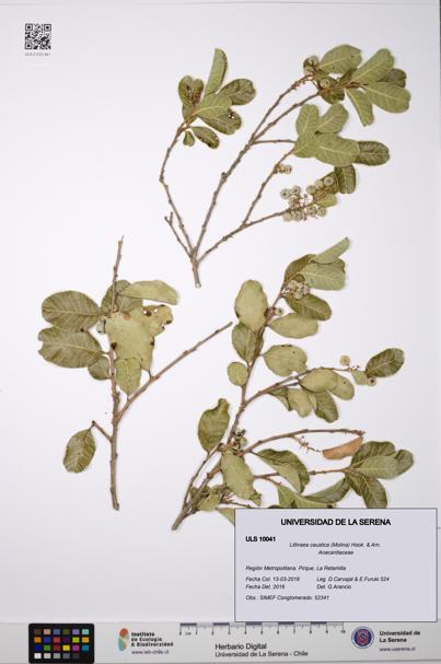 Lithraea caustica [Espécimen: ULS:ULS:0010041]