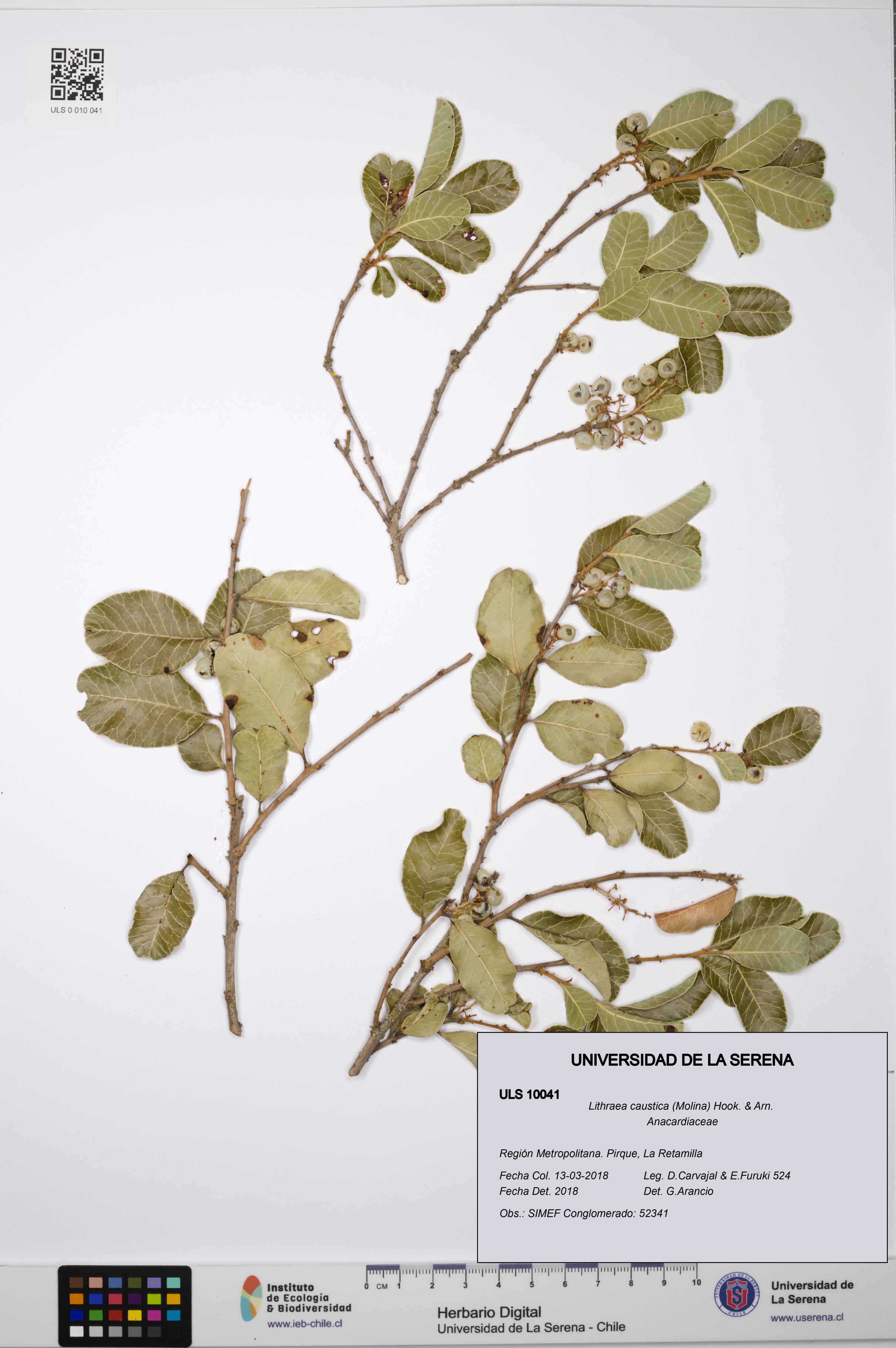 Lithraea caustica [Espécimen: ULS:ULS:0010041]