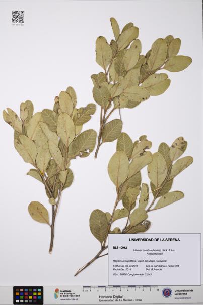 Lithraea caustica [Espécimen: ULS:ULS:0010042]