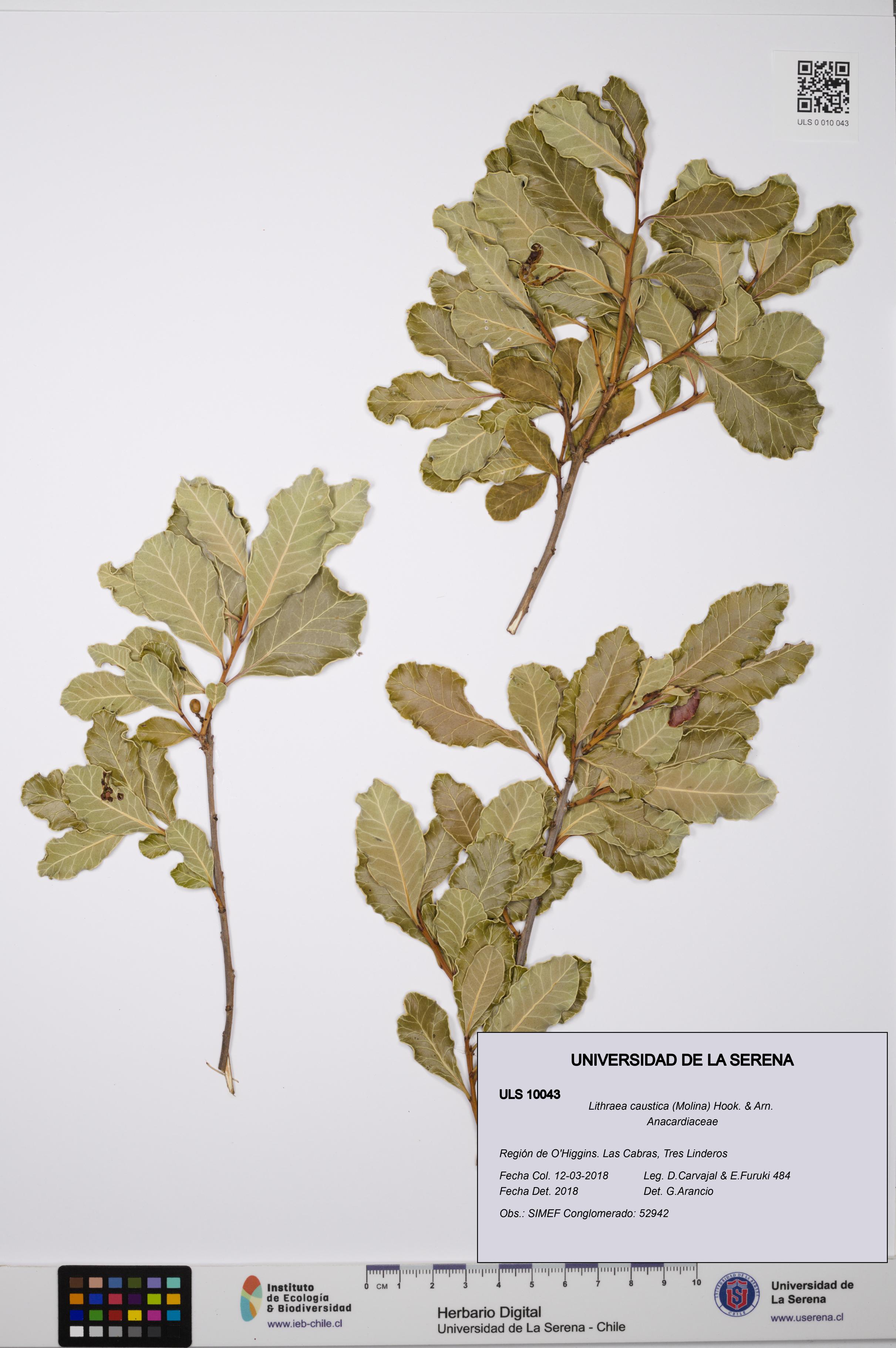 Lithraea caustica [Espécimen: ULS:ULS:0010043]