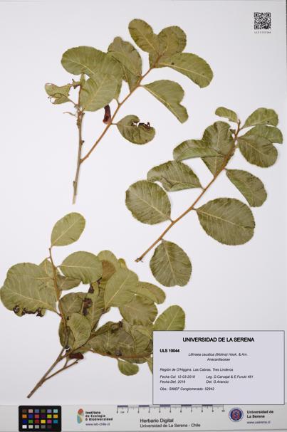 Lithraea caustica [Espécimen: ULS:ULS:0010044]