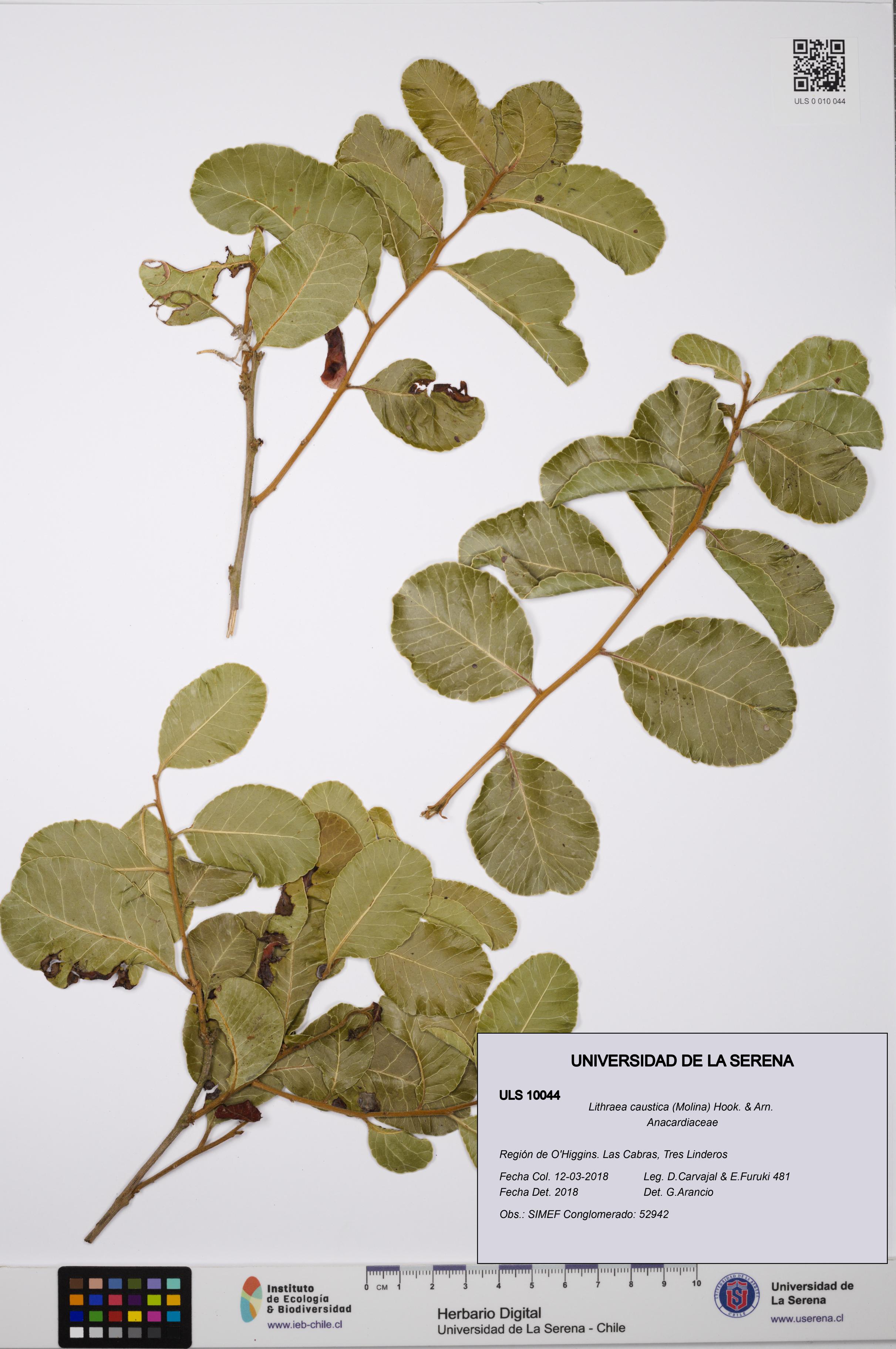 Lithraea caustica [Espécimen: ULS:ULS:0010044]