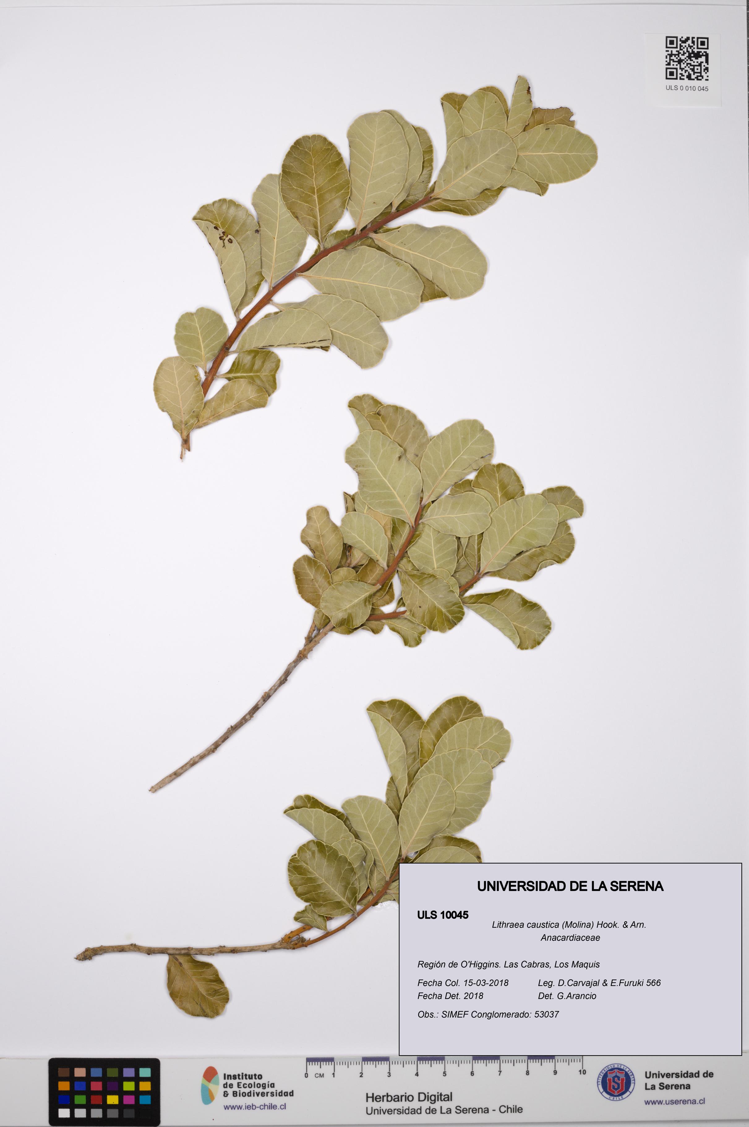 Lithraea caustica [Espécimen: ULS:ULS:0010045]