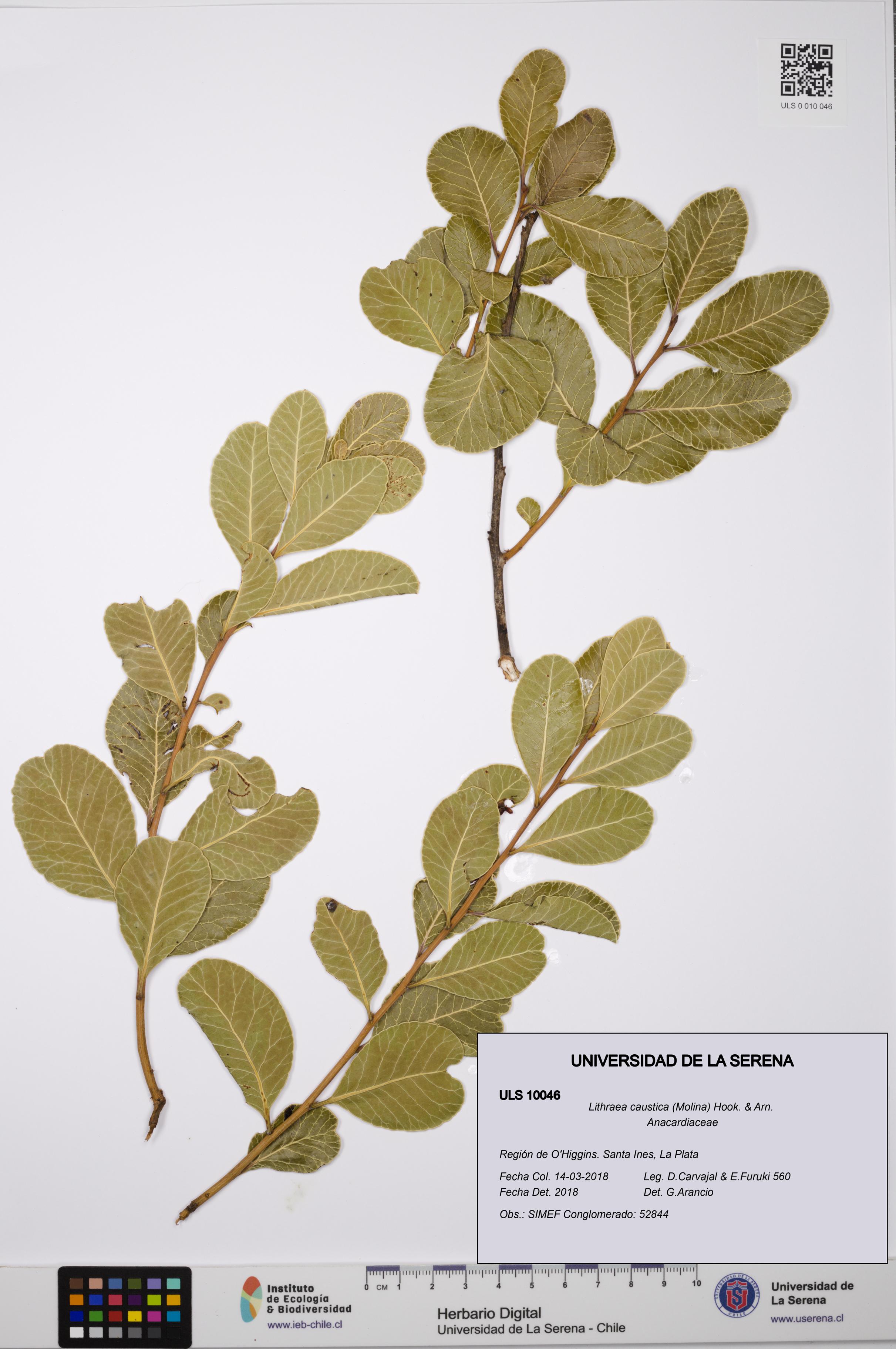 Lithraea caustica [Espécimen: ULS:ULS:0010046]