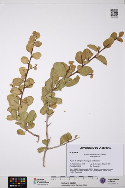 Schinus polygama [Espécimen: ]