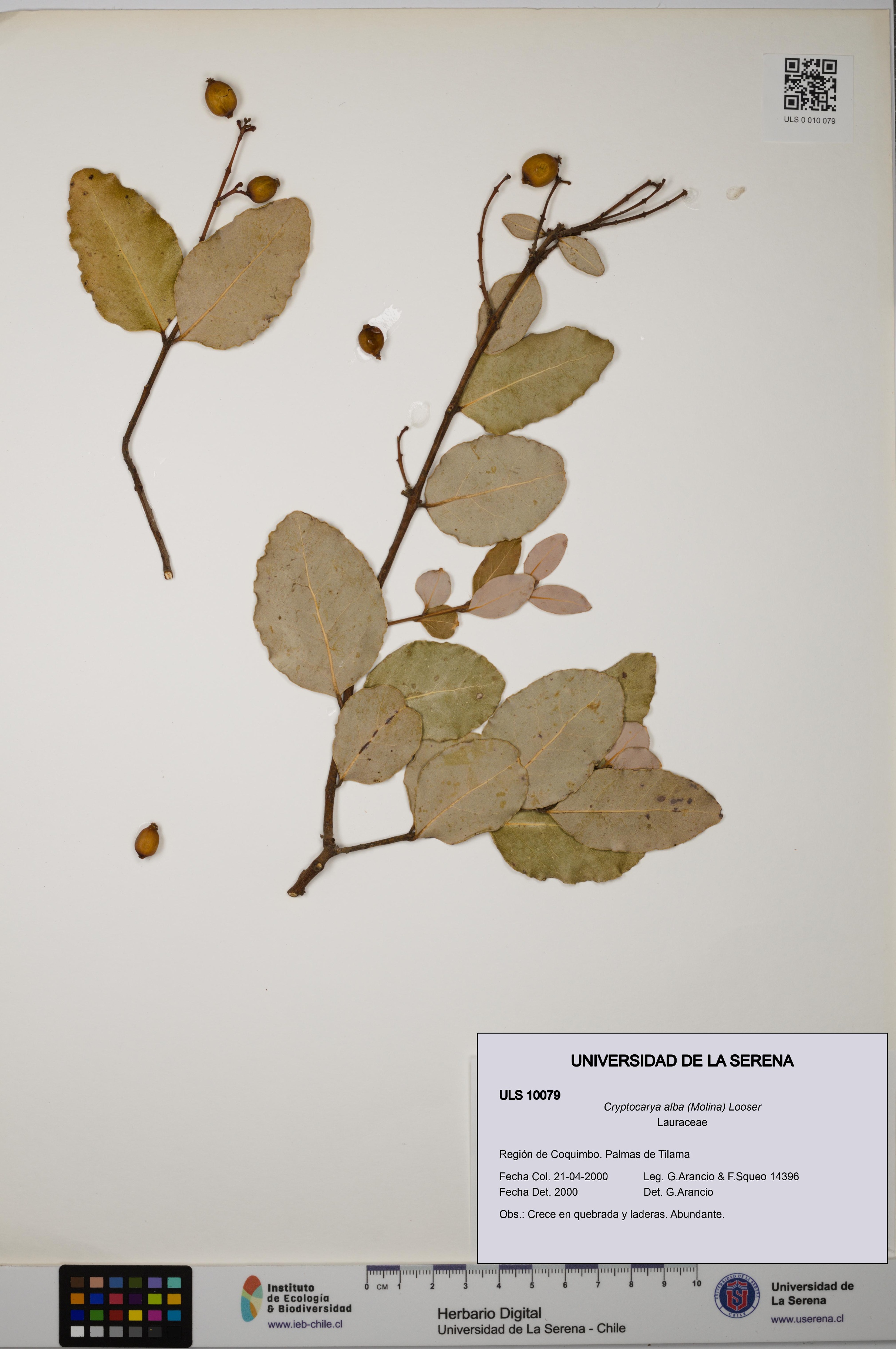 Cryptocarya alba [Espécimen: ULS:ULS:0010079]