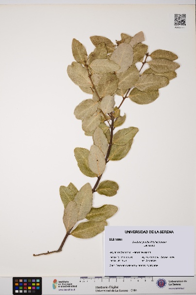 Cryptocarya alba [Espécimen: ULS:ULS:0010081]