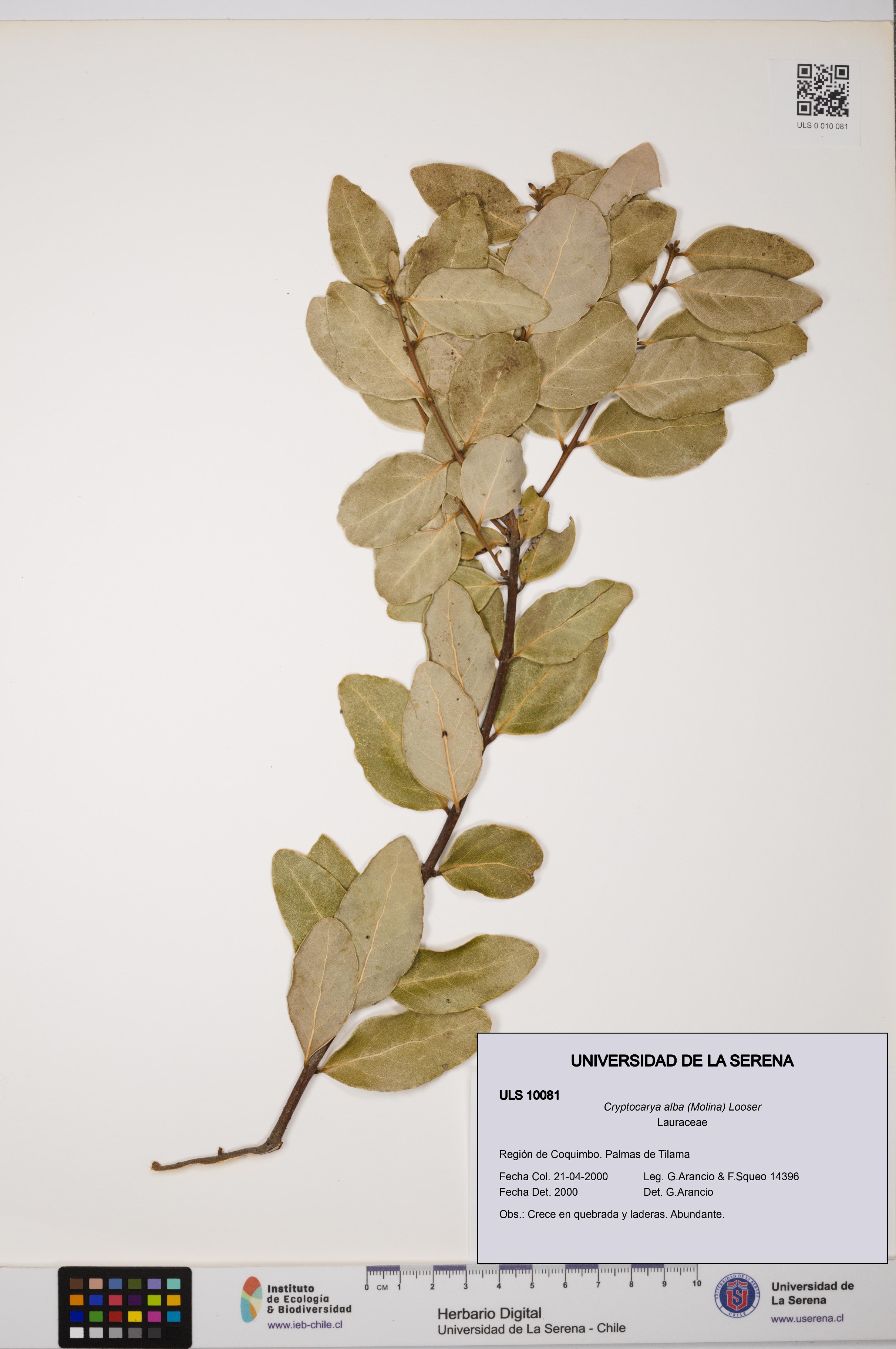 Cryptocarya alba [Espécimen: ULS:ULS:0010081]