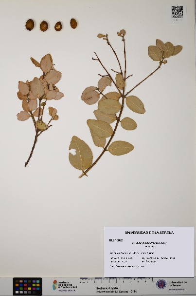 Cryptocarya alba [Espécimen: ULS:ULS:0010082]