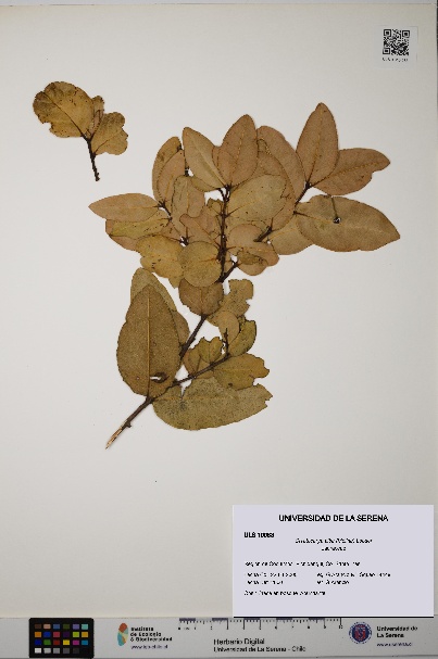 Cryptocarya alba [Espécimen: ULS:ULS:0010083]
