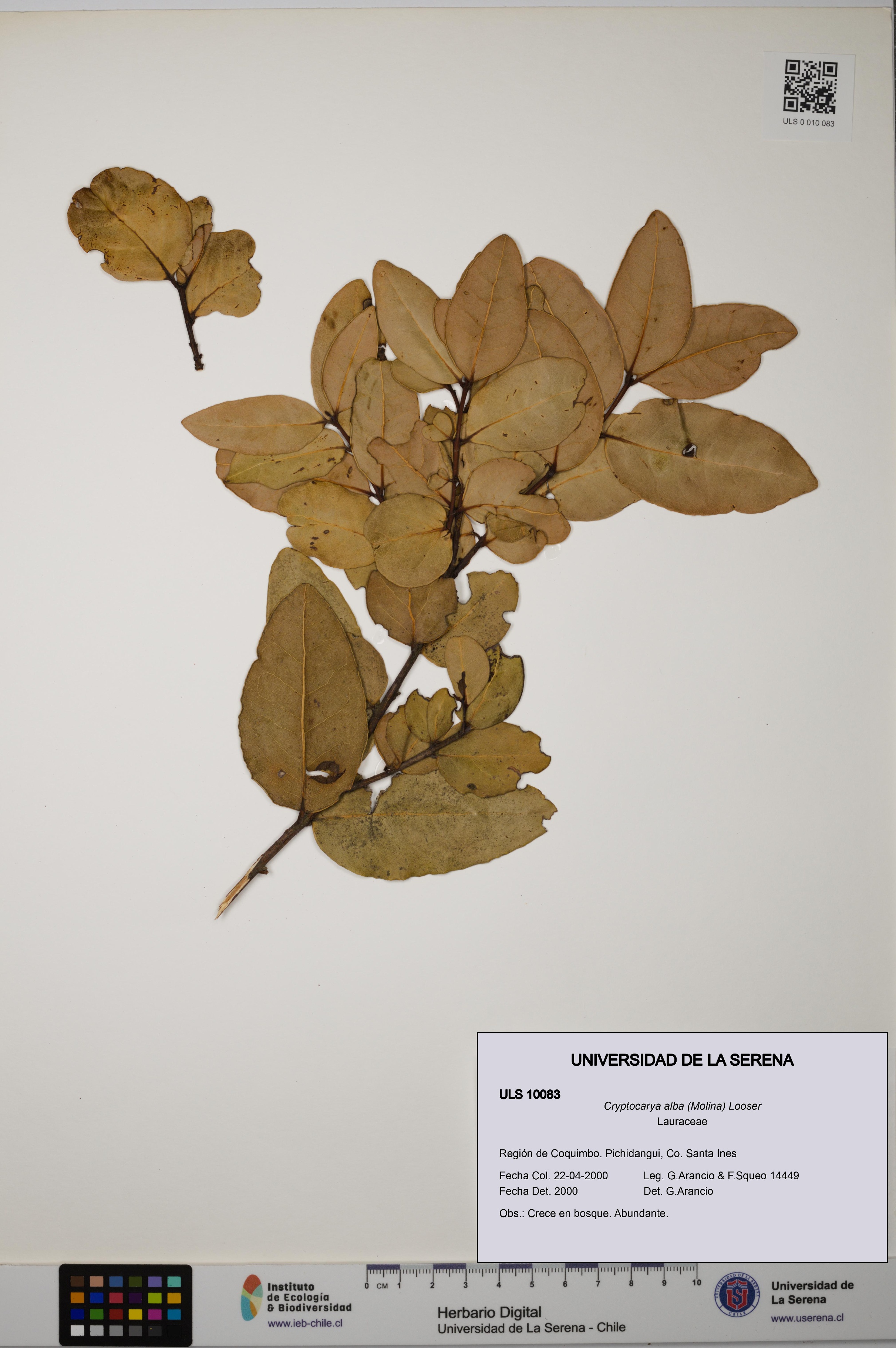 Cryptocarya alba [Espécimen: ULS:ULS:0010083]