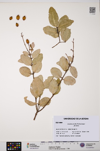 Cryptocarya alba [Espécimen: ULS:ULS:0010084]