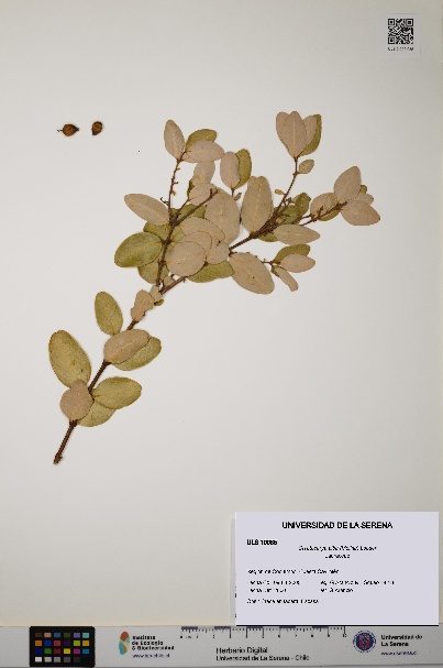 Cryptocarya alba [Espécimen: ULS:ULS:0010085]