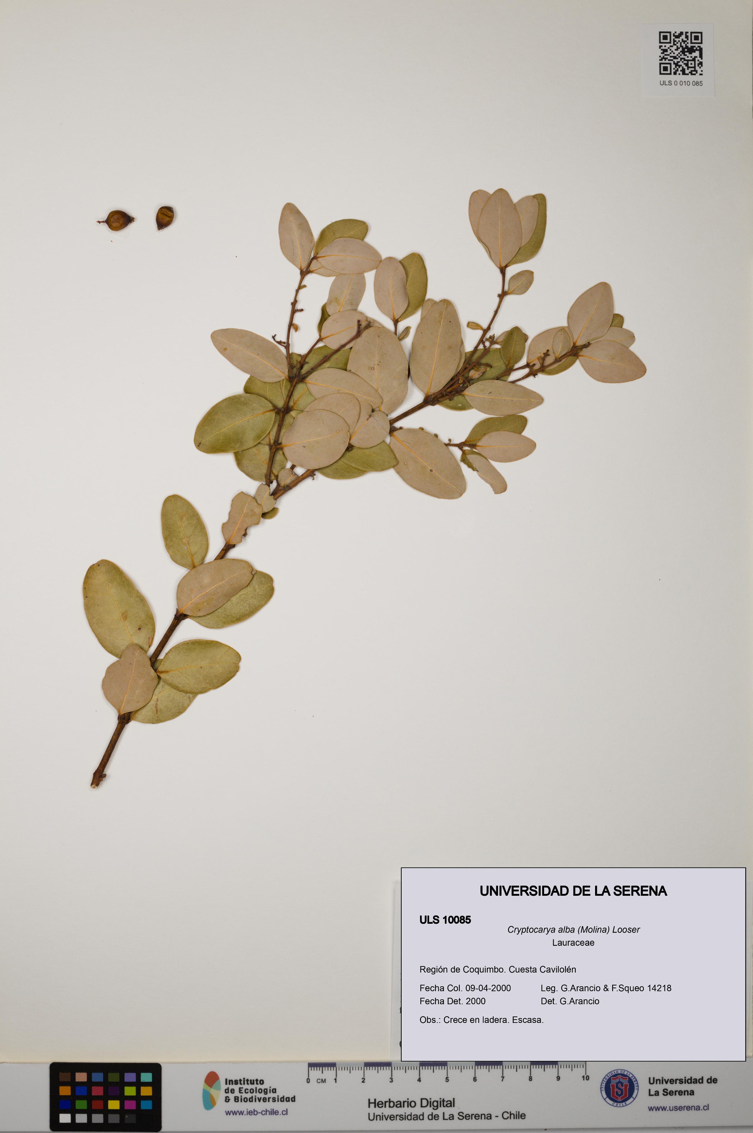 Cryptocarya alba [Espécimen: ULS:ULS:0010085]