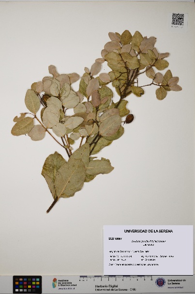 Cryptocarya alba [Espécimen: ULS:ULS:0010087]