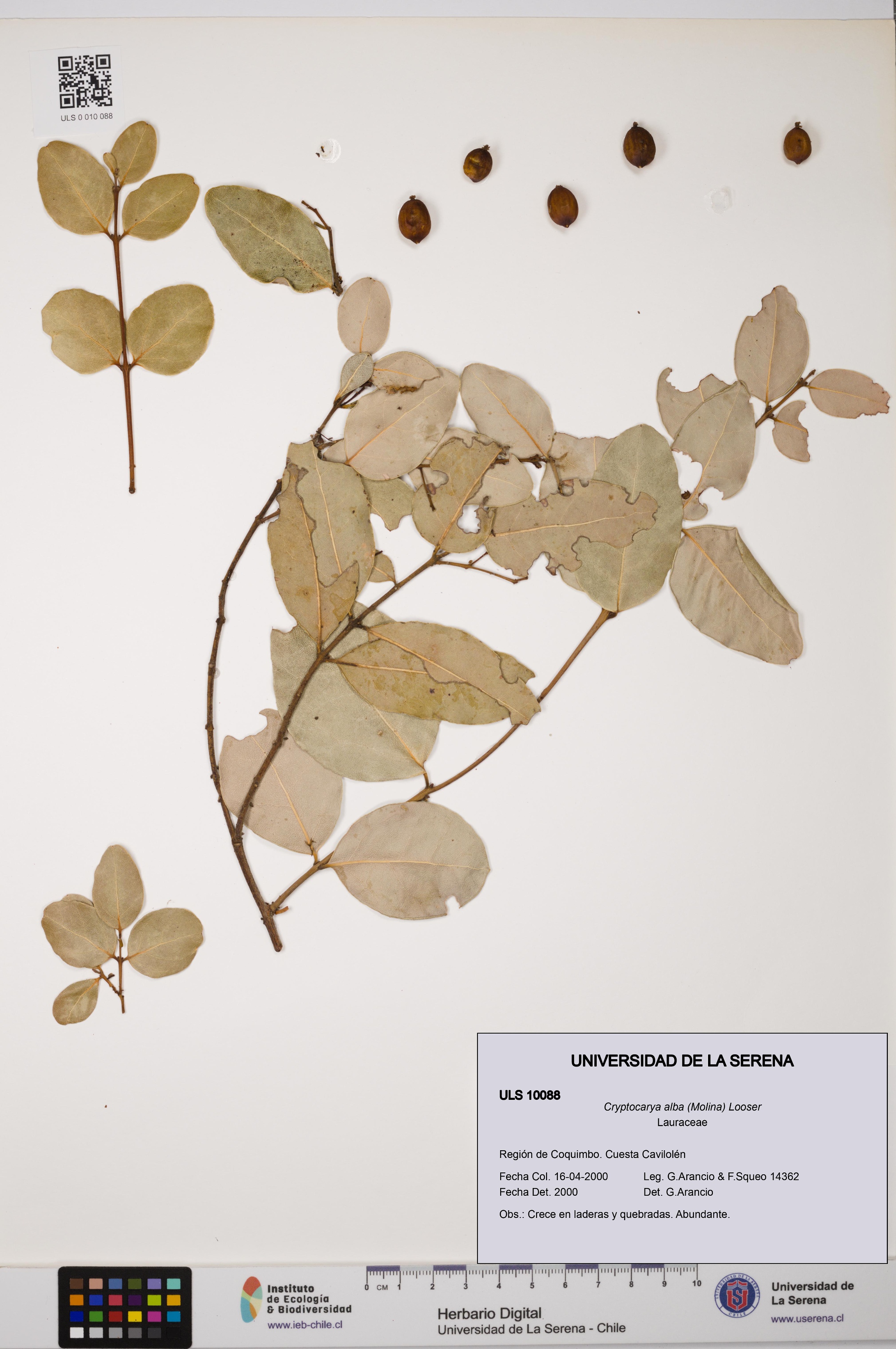 Cryptocarya alba [Espécimen: ULS:ULS:0010088]