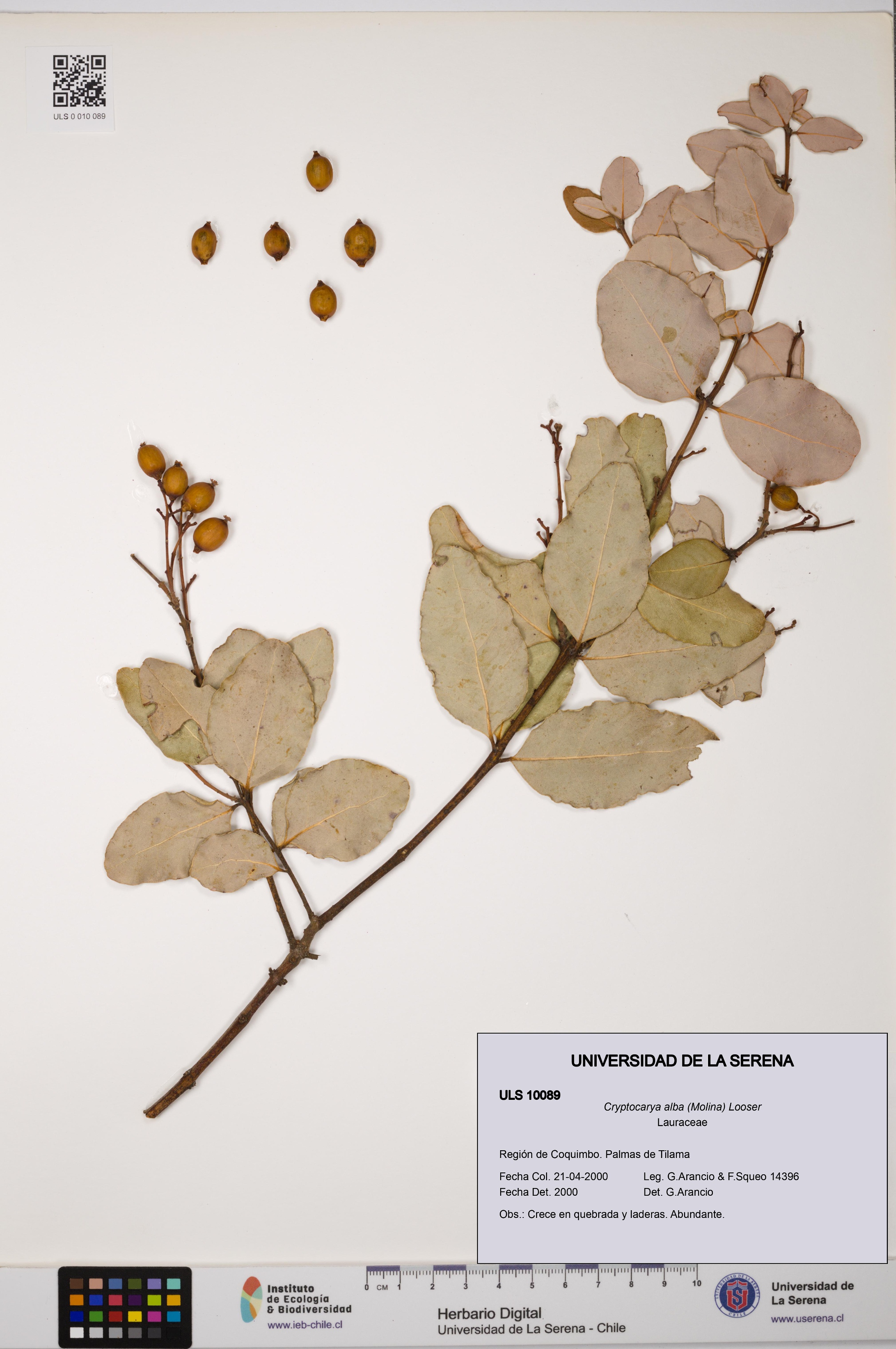 Cryptocarya alba [Espécimen: ULS:ULS:0010089]