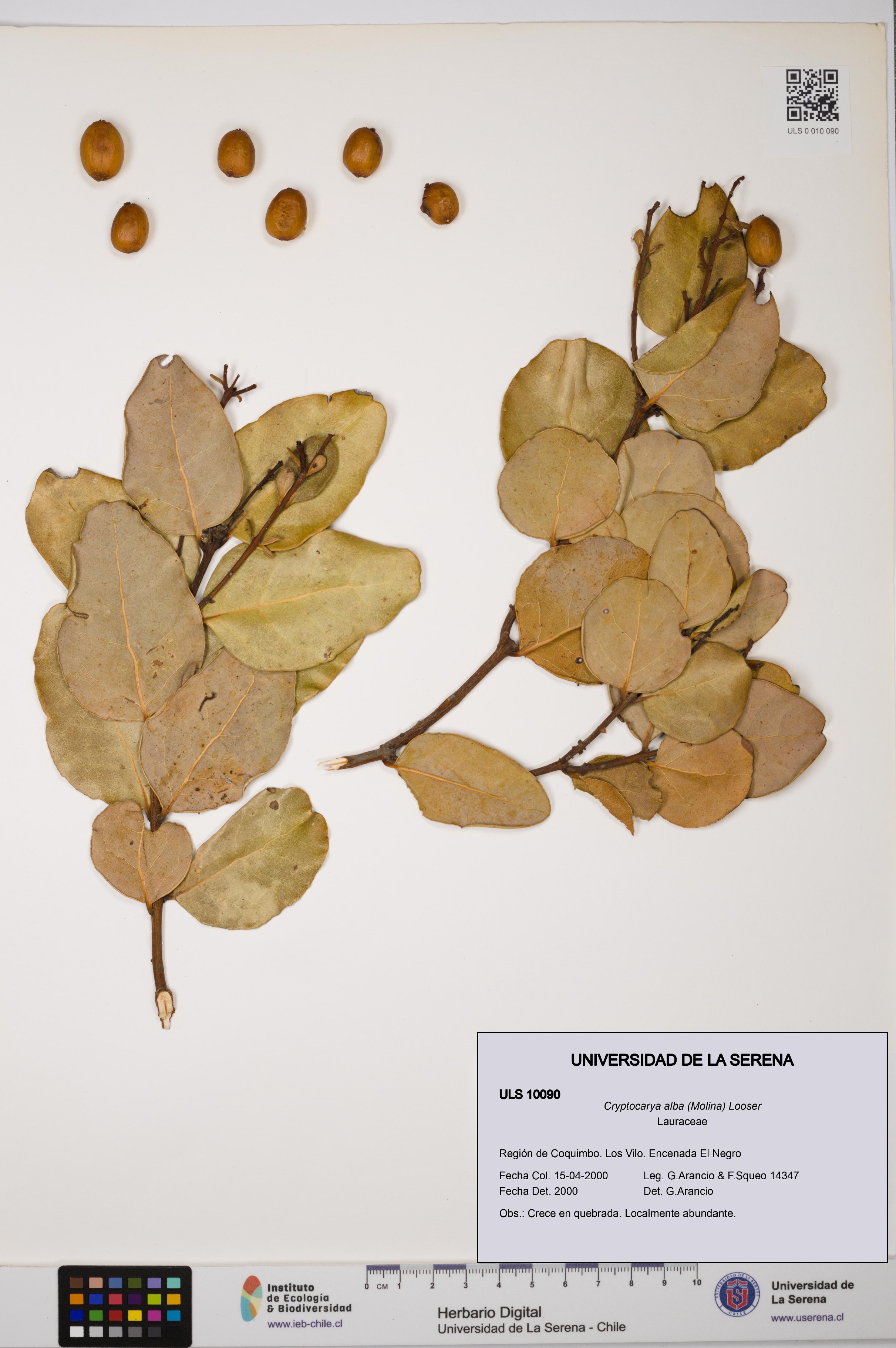 Cryptocarya alba [Espécimen: ULS:ULS:0010090]