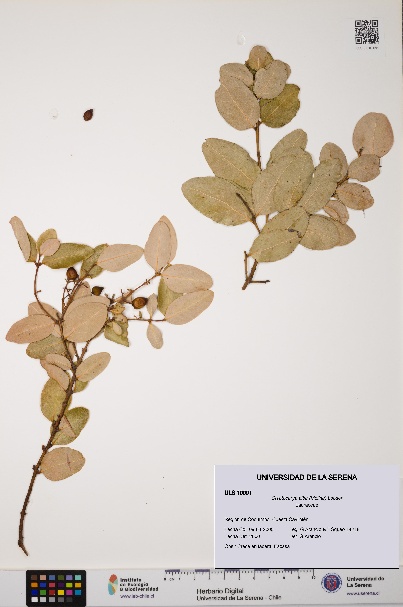 Cryptocarya alba [Espécimen: ULS:ULS:0010091]