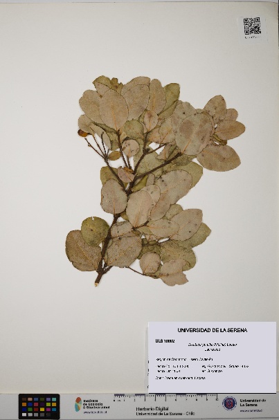Cryptocarya alba [Espécimen: ULS:ULS:0010092]