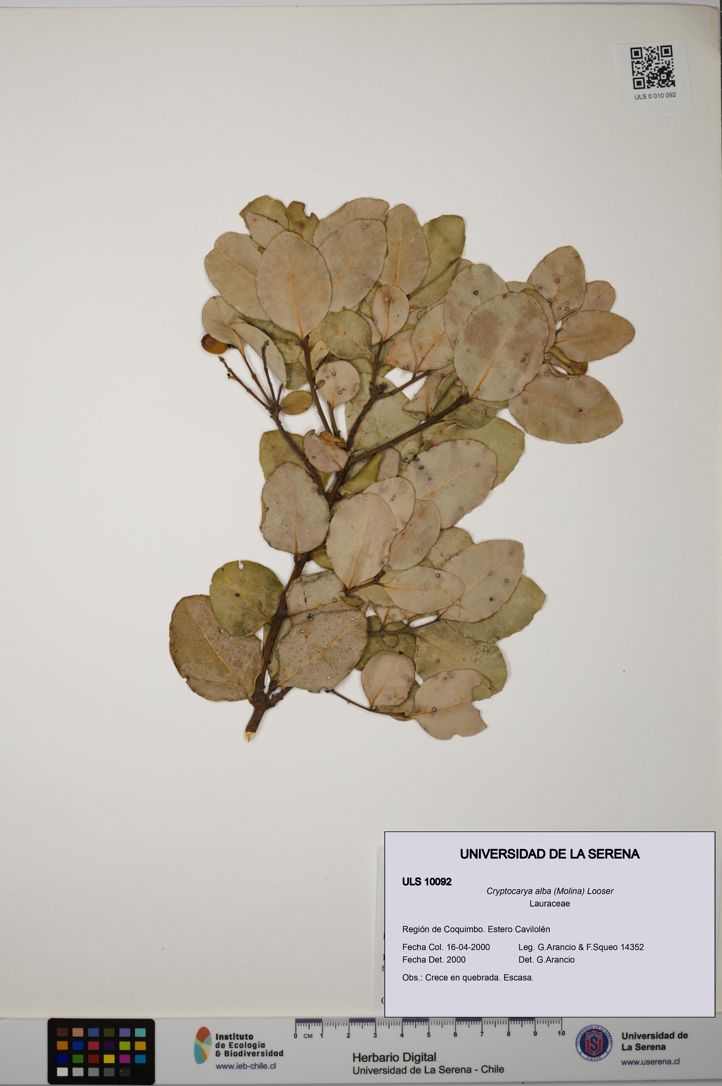 Cryptocarya alba [Espécimen: ULS:ULS:0010092]