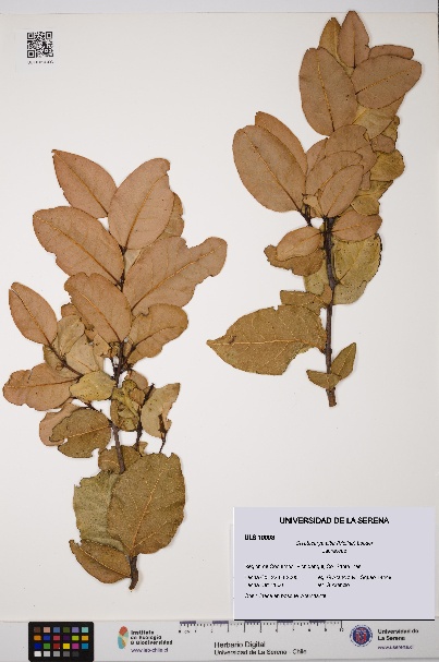 Cryptocarya alba [Espécimen: ULS:ULS:0010093]