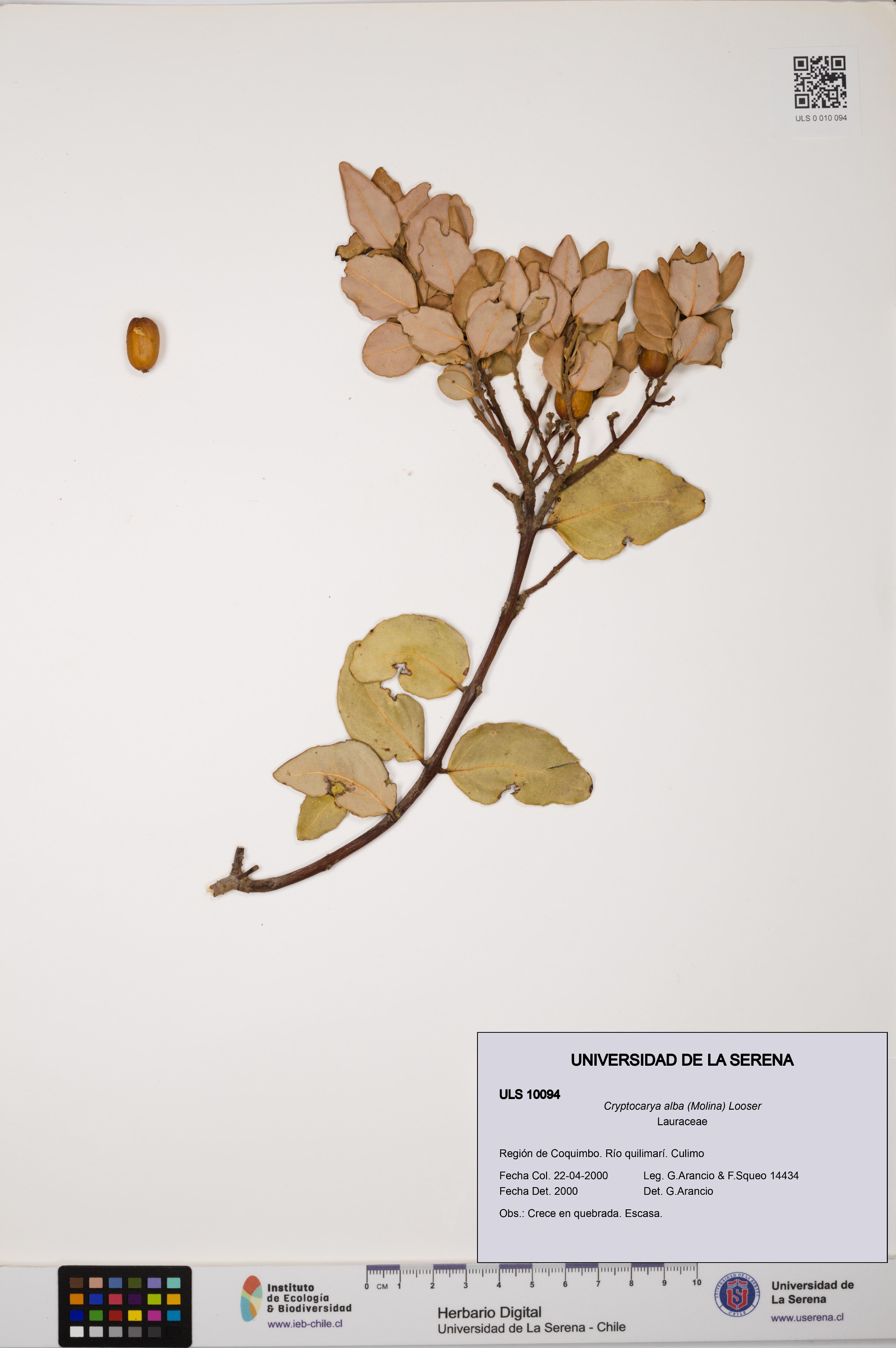 Cryptocarya alba [Espécimen: ULS:ULS:0010094]