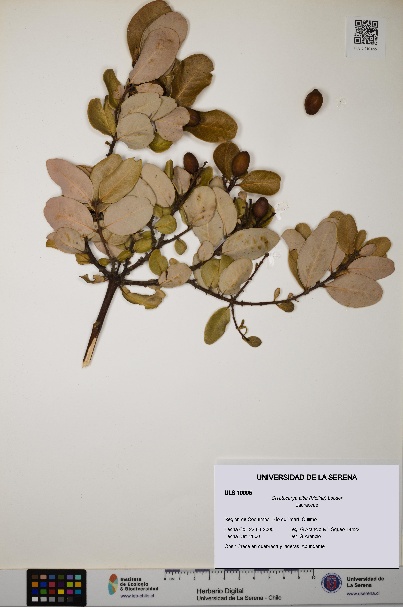 Cryptocarya alba [Espécimen: ULS:ULS:0010095]