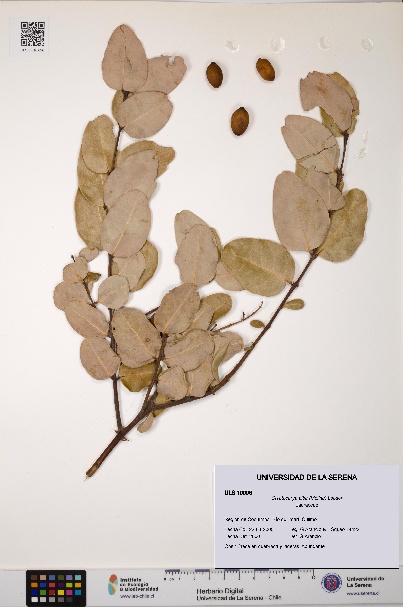 Cryptocarya alba [Espécimen: ULS:ULS:0010096]