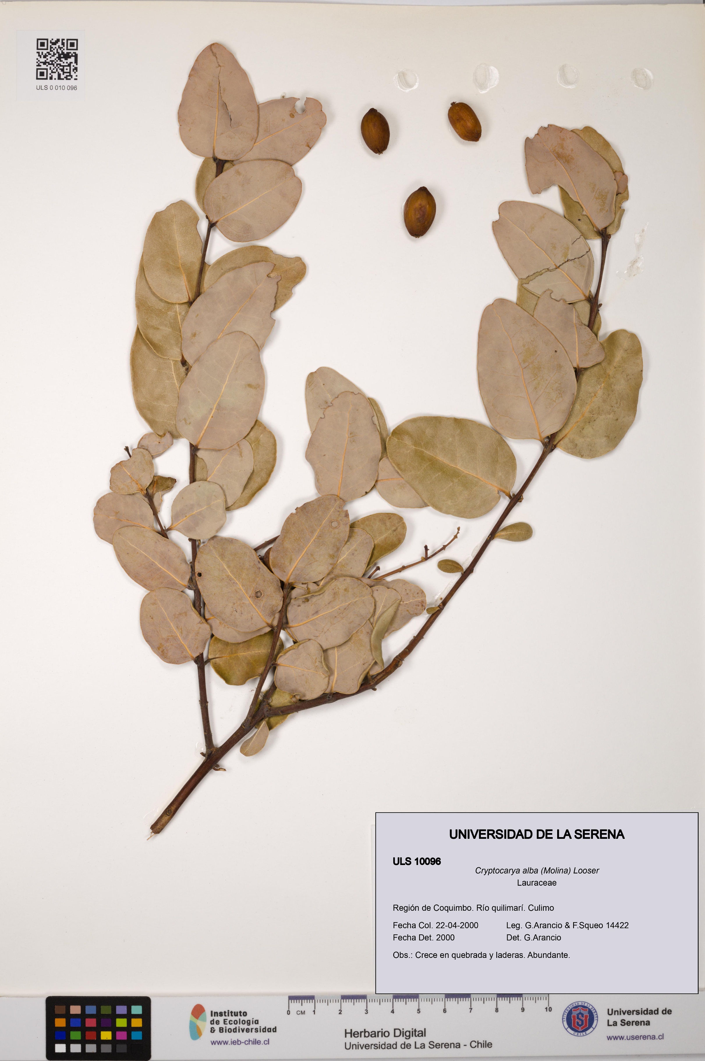 Cryptocarya alba [Espécimen: ULS:ULS:0010096]