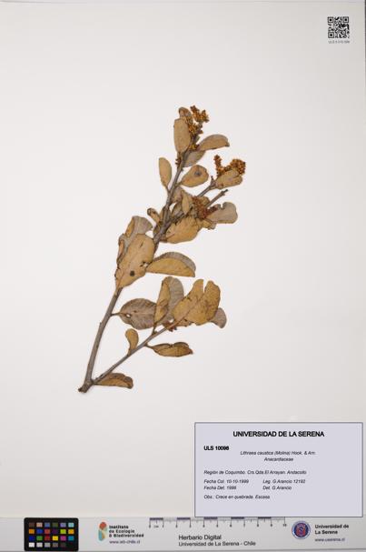 Lithraea caustica [Espécimen: ULS:ULS:0010098]